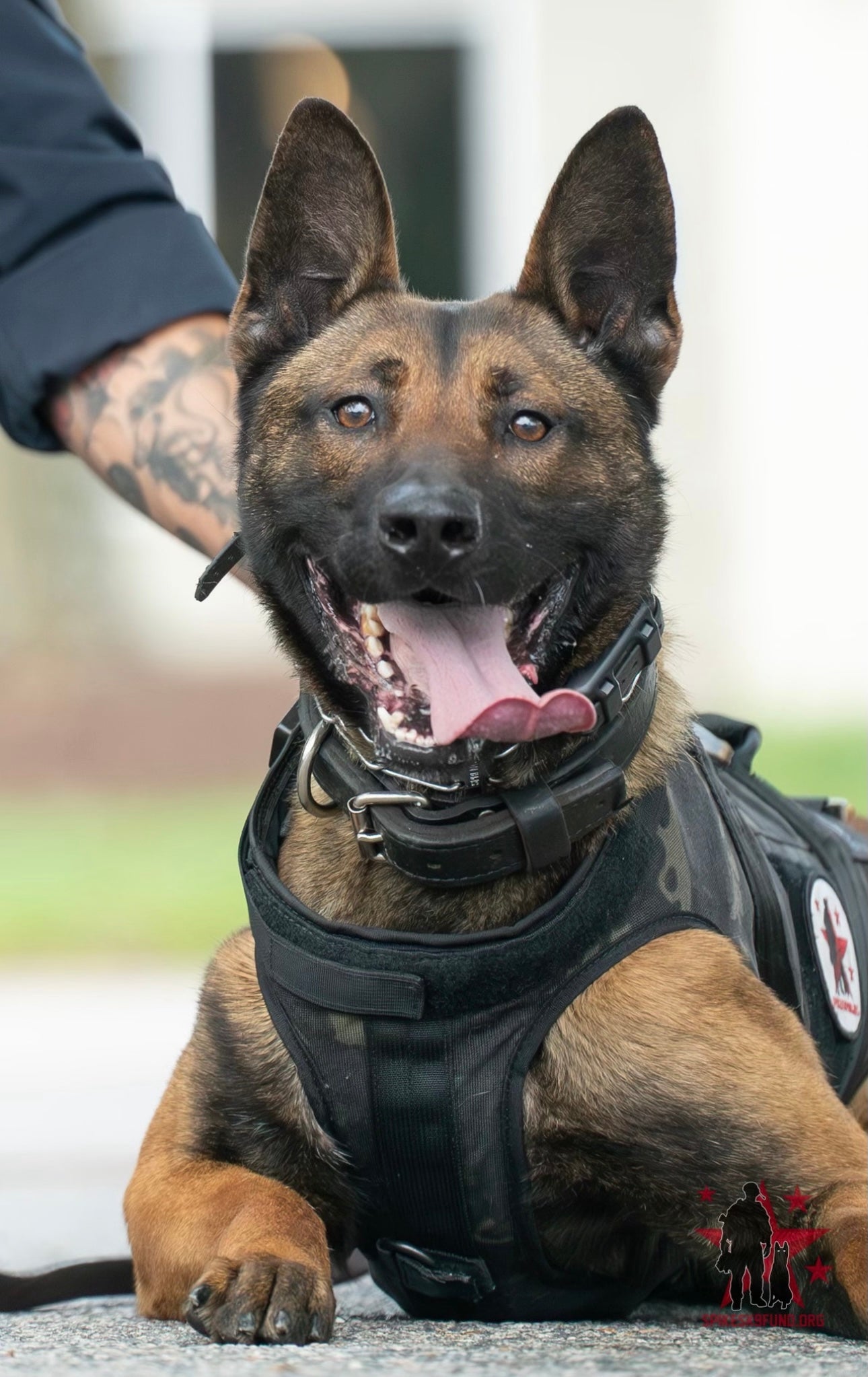 Community Connection: Kipping For K9s