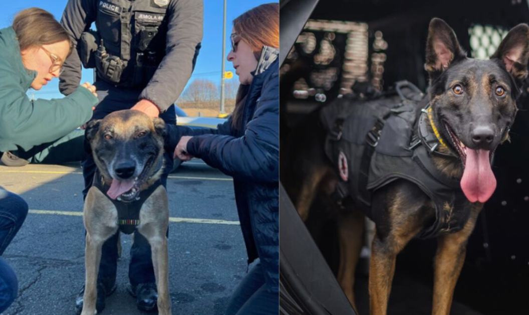 K9s from Virginia Beach, Chesapeake, Norfolk PD receiving free lifesaving gear from nonprofit