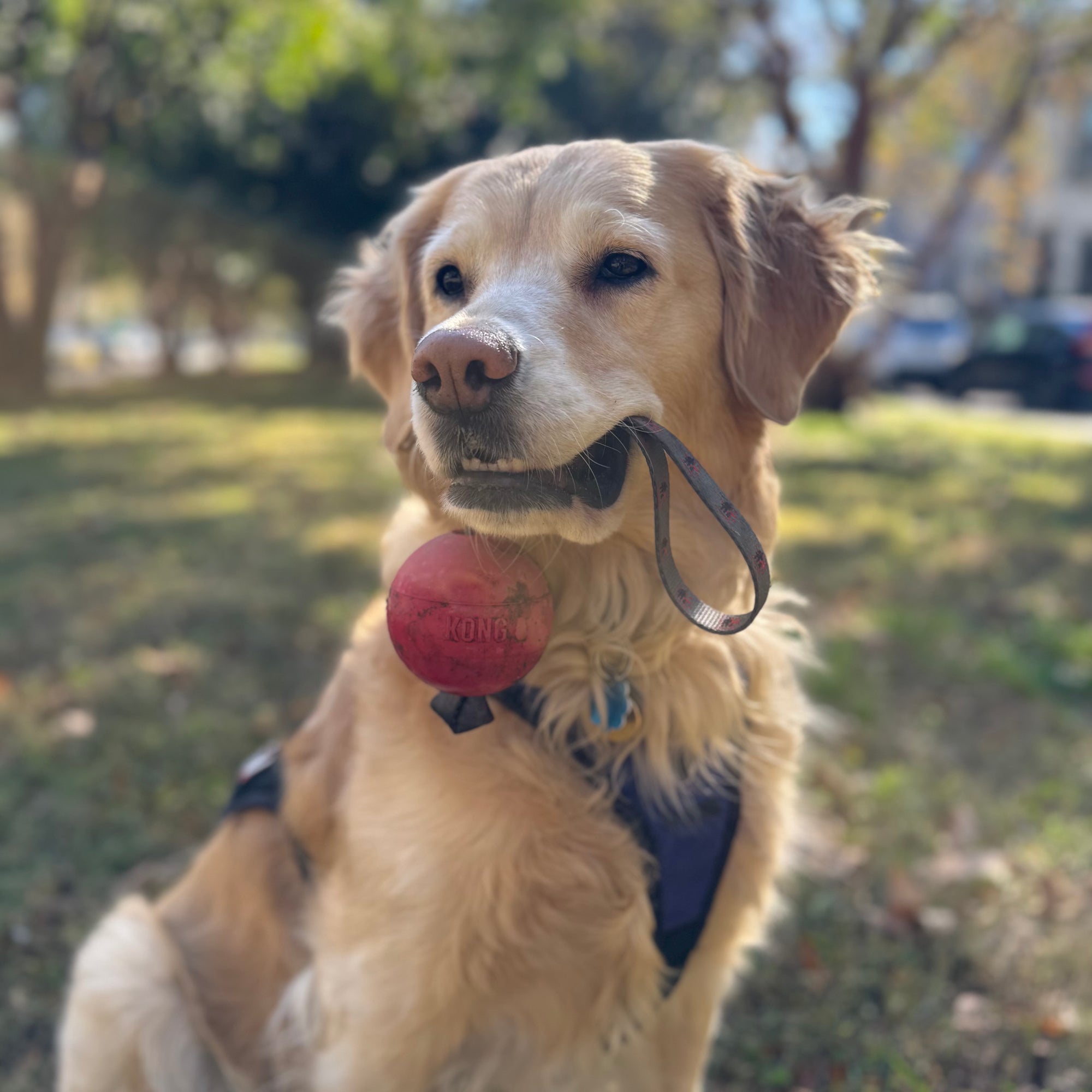 Spike's Kong Ball Reward