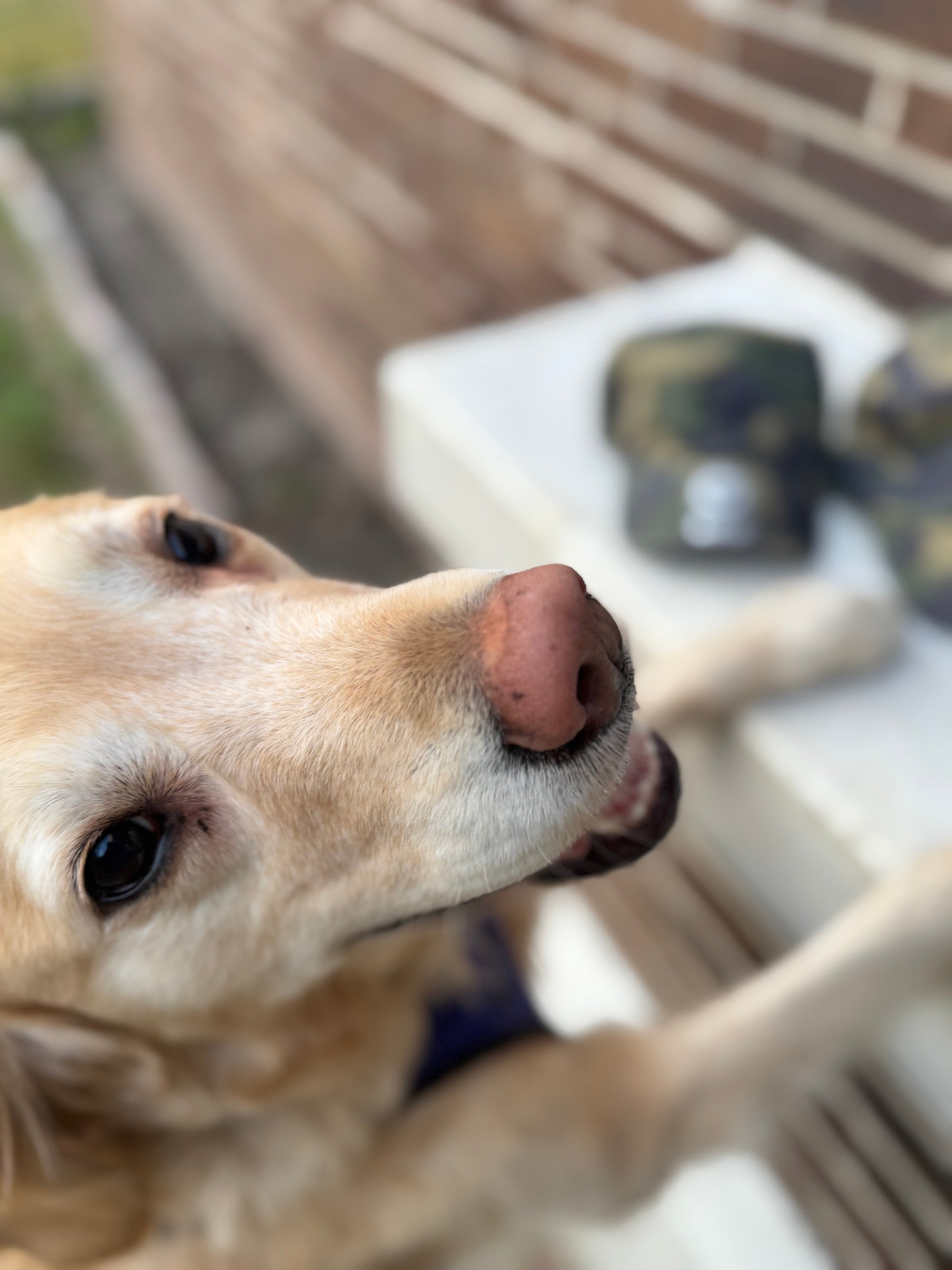 OG Logo Dad Hat - Woodland