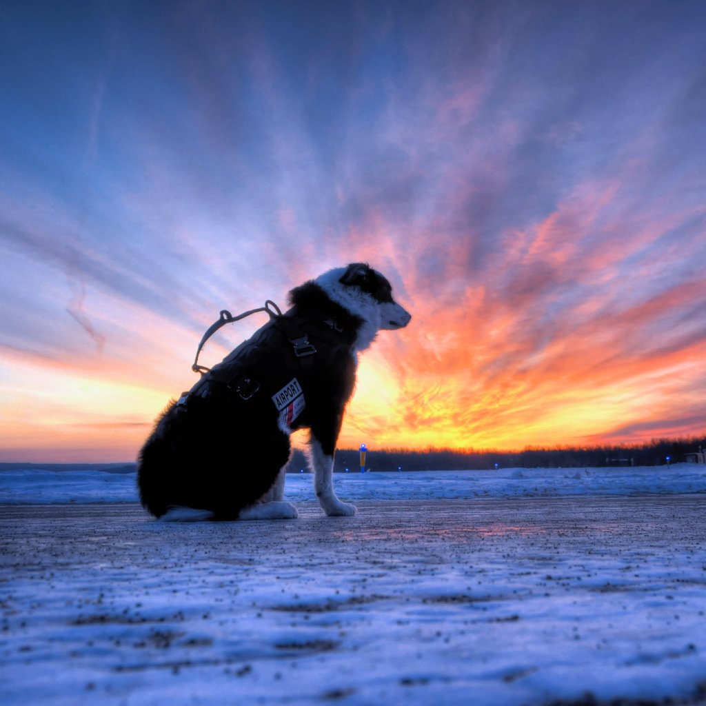 K9 Piper Kit Campaign