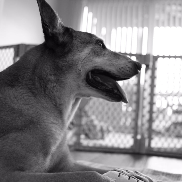 Combat Dog Diesel Medical Campaign