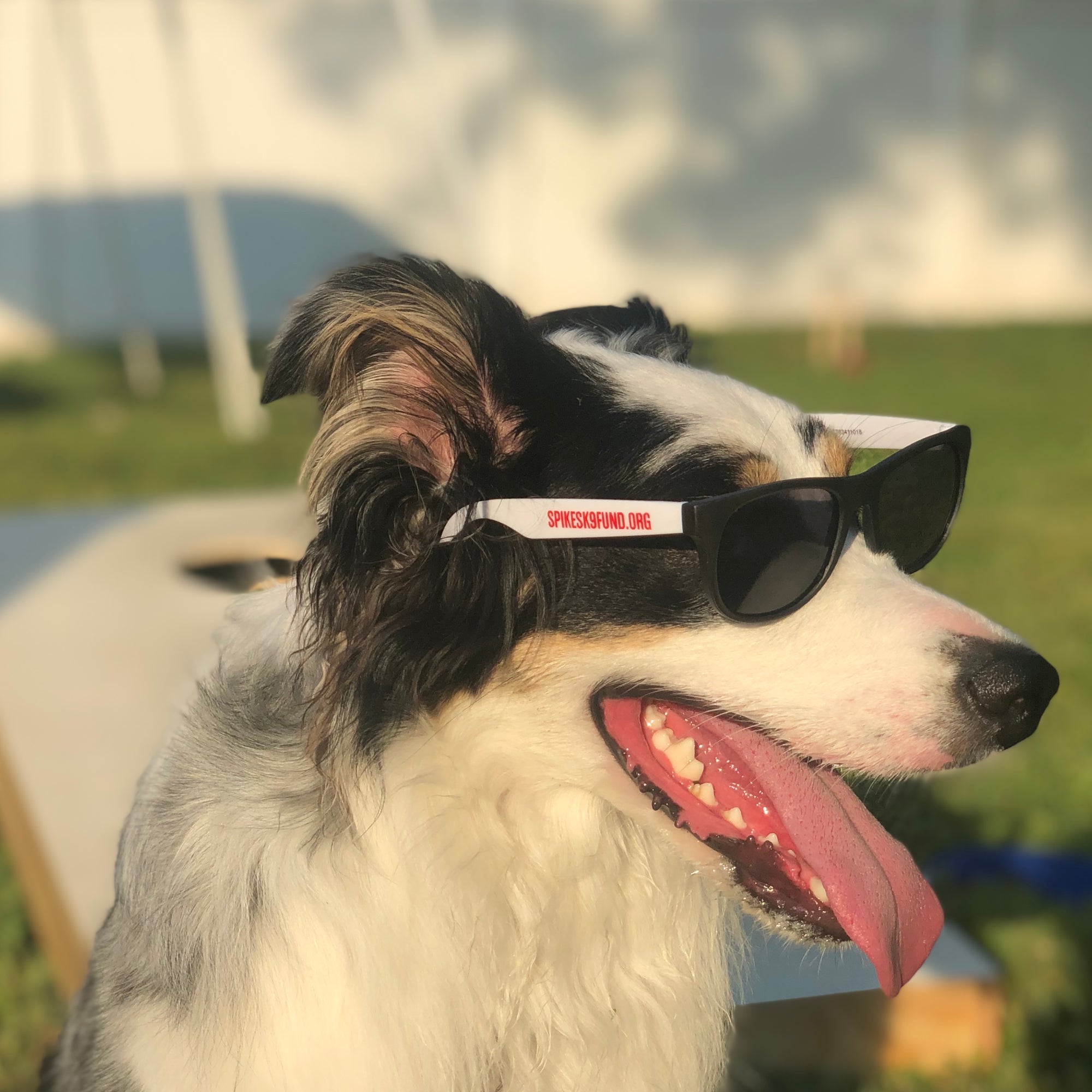 Spike's Sunglasses - Kids